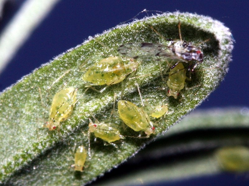 Бахчевая (хлопковая) тля (Aphis gossypii Glov.)