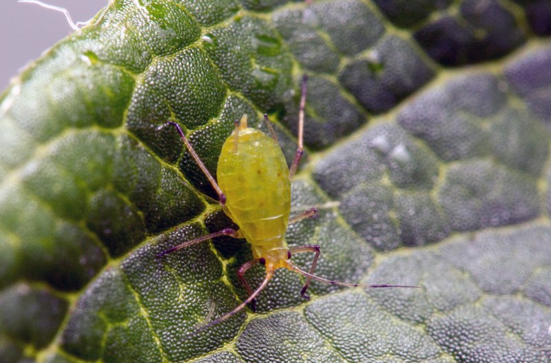 Гелихризовая тля