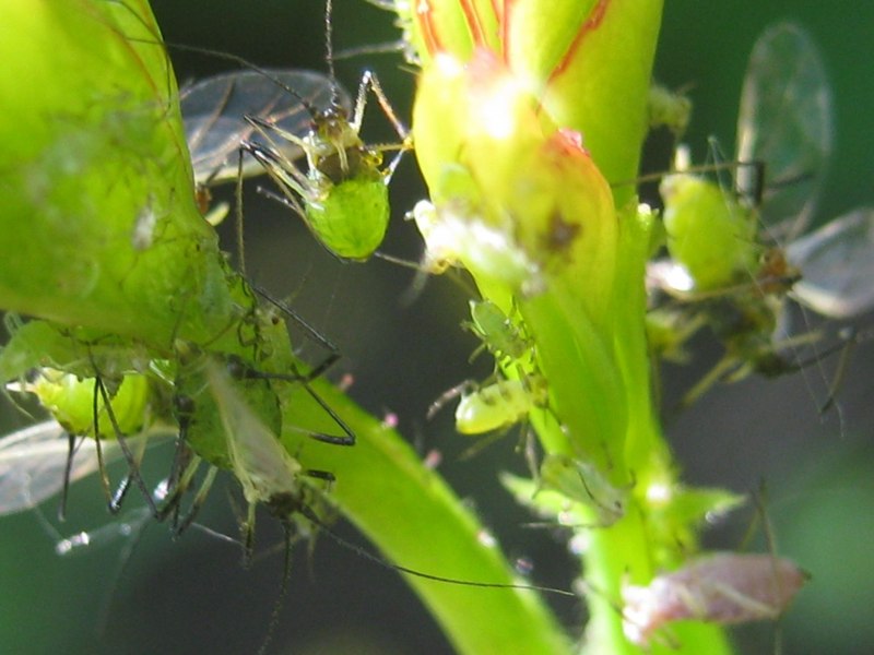 Паутинный клещ паутина