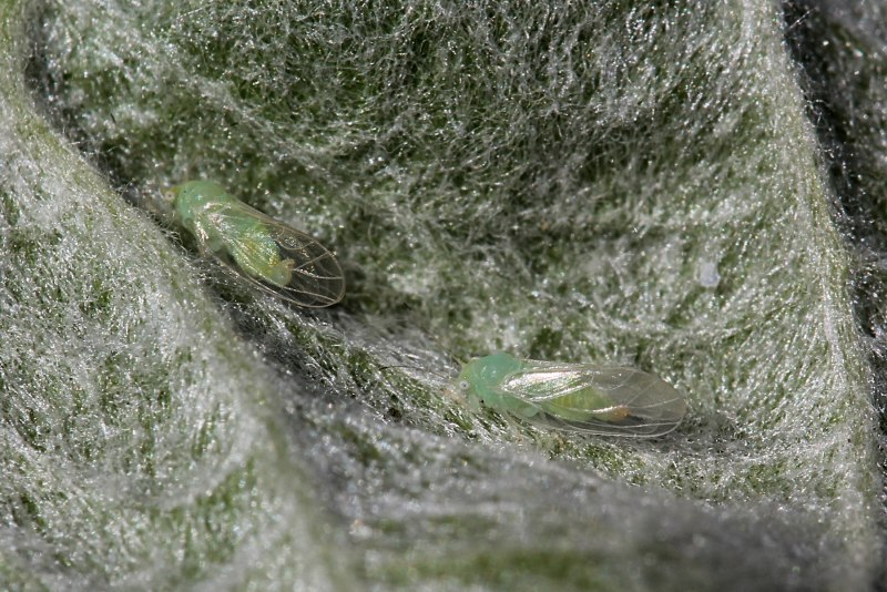 Зеленая яблонная тля