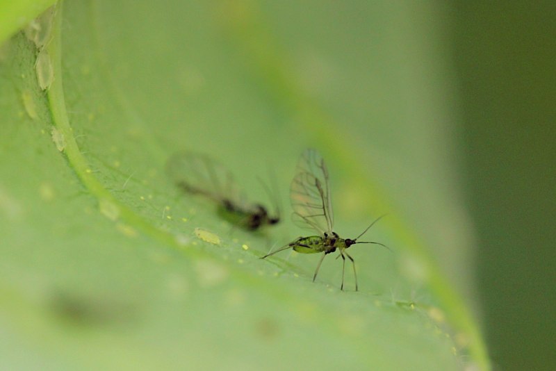 Зеленая Муха тля