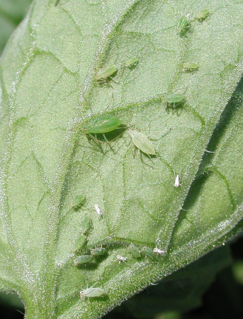 Картофельная тля большая- Macrosiphum euphorbiae Thom.