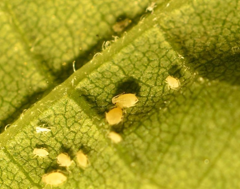 Тля Гороховая (Acyrthosiphon Pisum