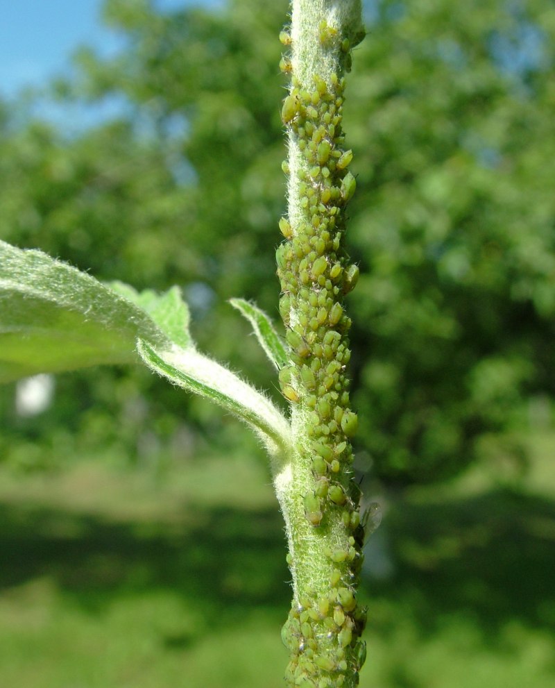 Яблонная тля