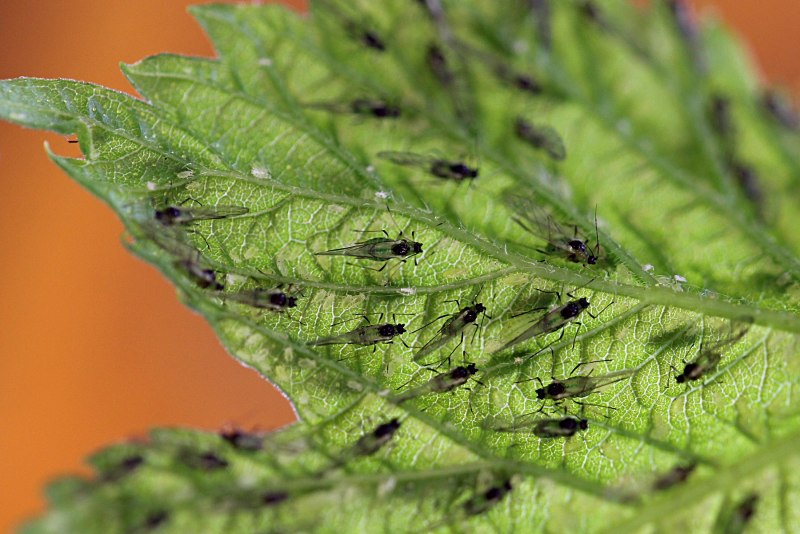 Тля персиковая зеленая химия