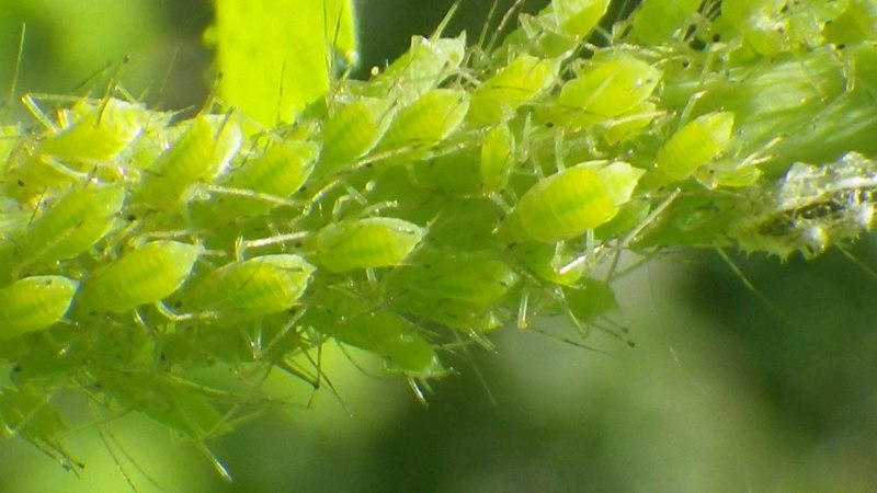 Колония тли