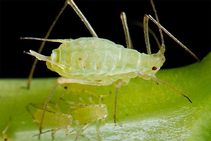 Тля Гороховая (Acyrthosiphon Pisum