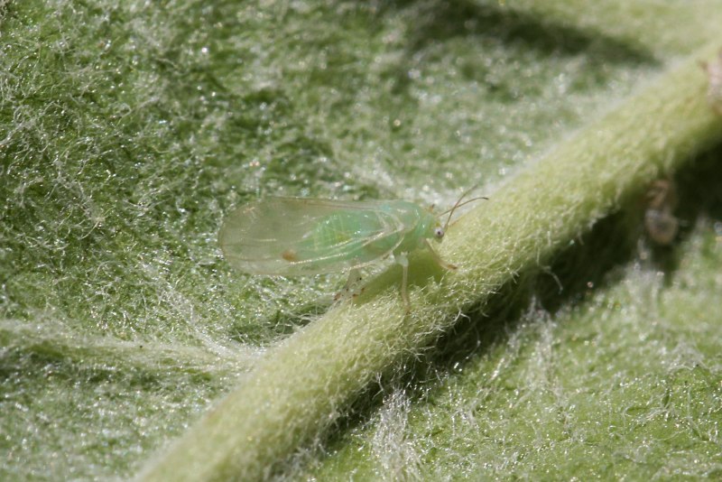 Зеленая тля