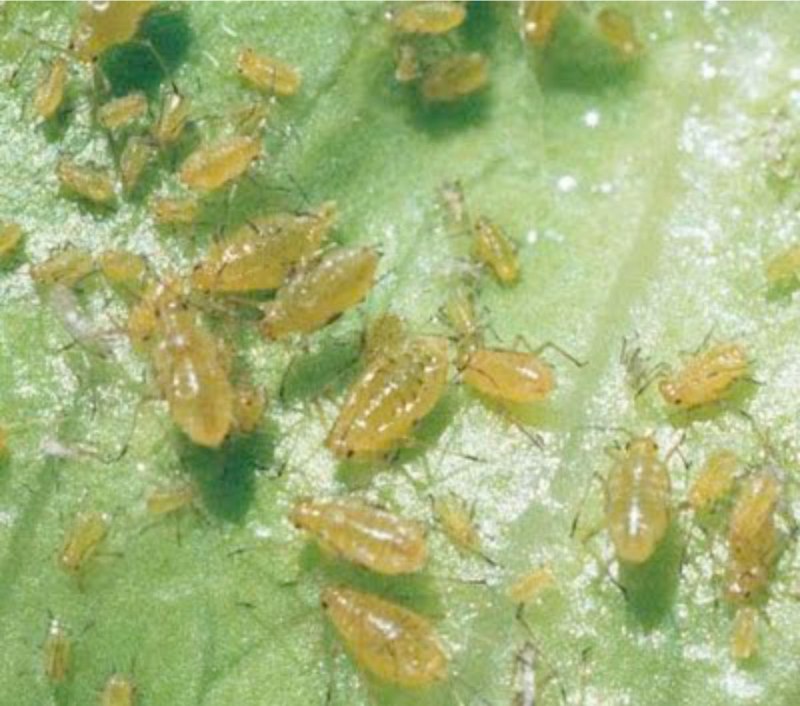 Тля щитовка