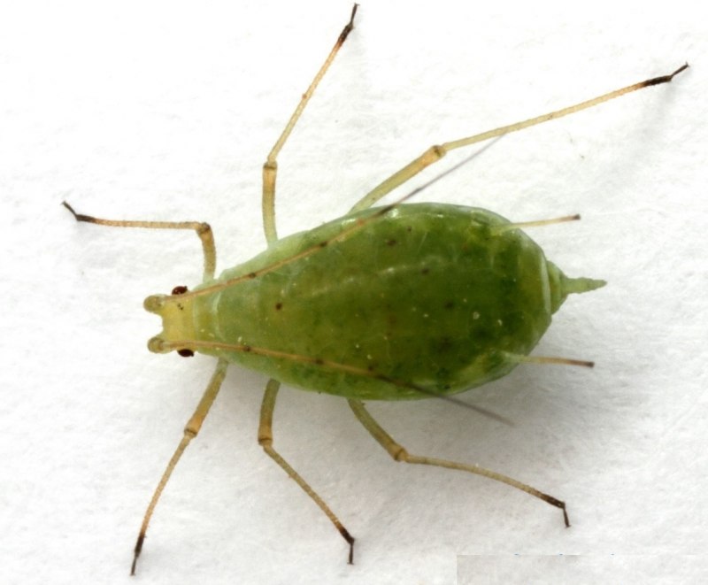 Тля Гороховая (Acyrtosiphon pisi)