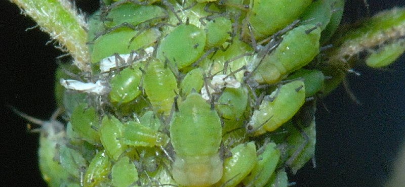 Зеленая листовая тля