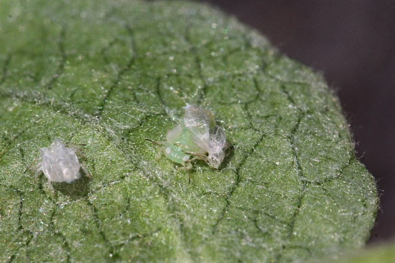 Трипсы (бахчевая тля).томатов