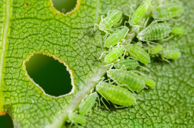 Сливовая опыленная тля(Hyalopterus pruni)