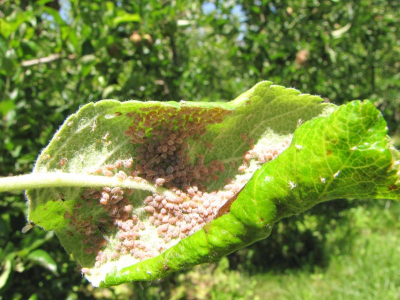 Крылатая зеленая тля