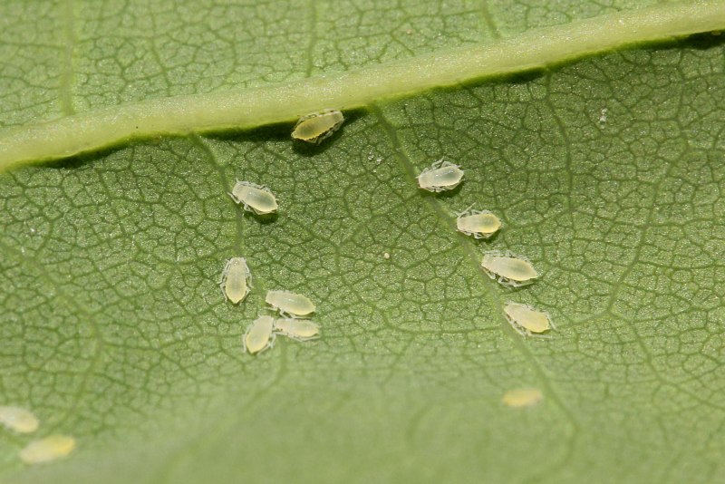 Хмелевая тля