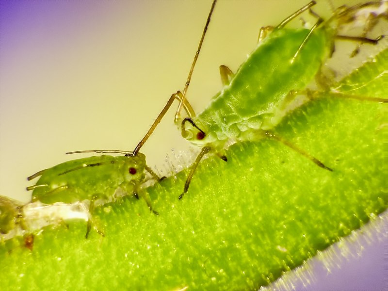 Злаковая тля яйца