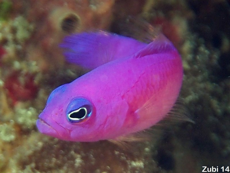 Pseudochromis porphyreus