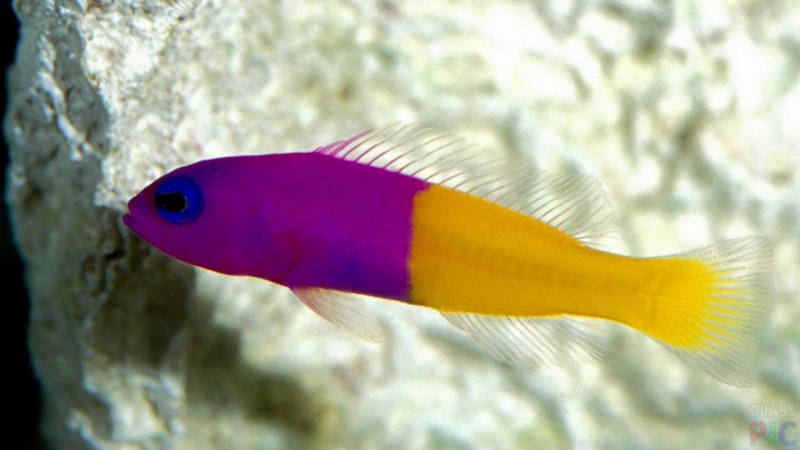 Псевдохромис Королевский