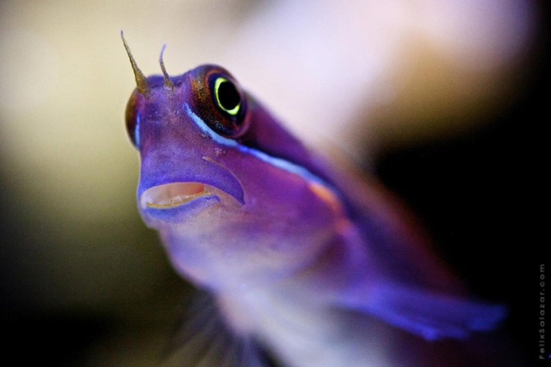 Макросъемка рыбы