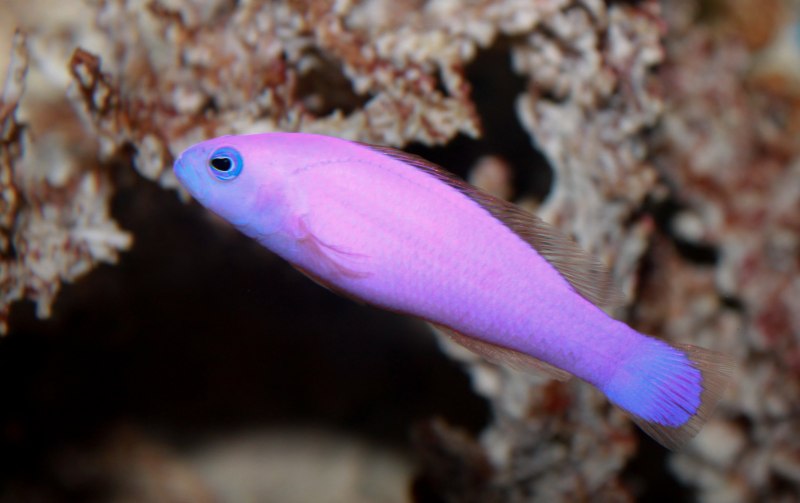 Pseudochromis porphyreus