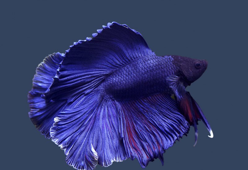 Петушки халф Мун