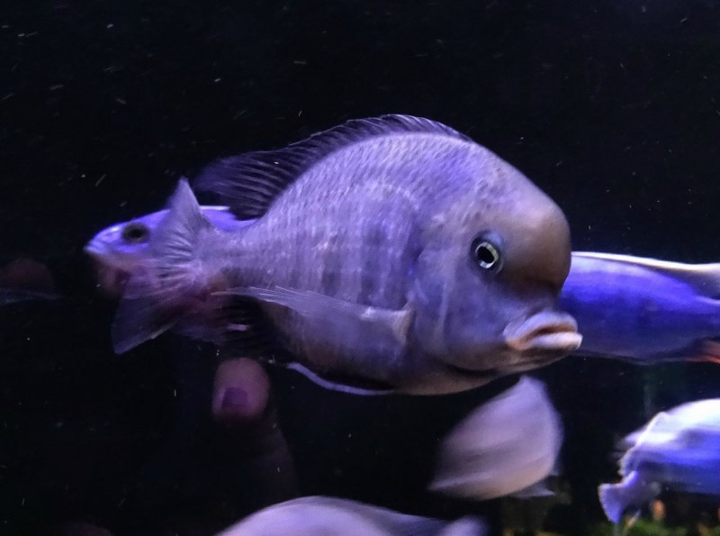 Дании фиолетовые рыбки