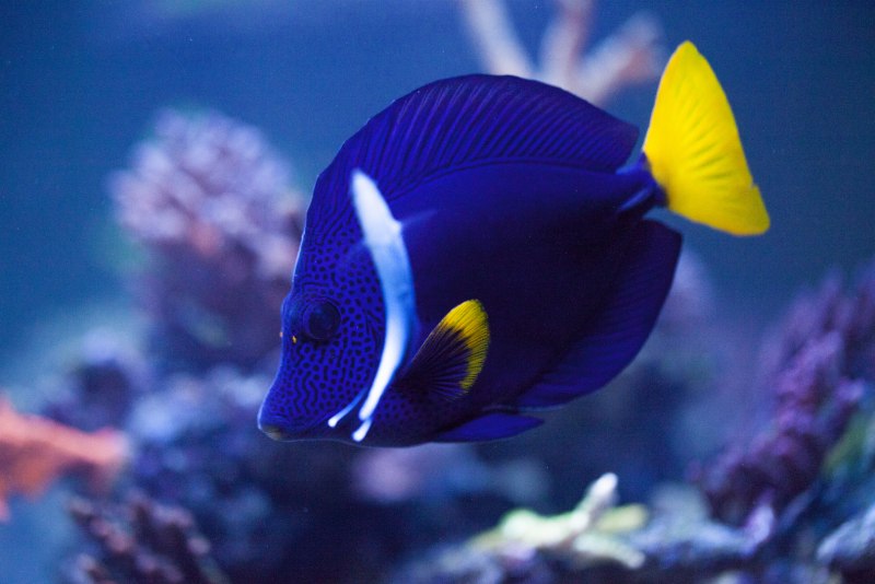 Зебрасома желтохвостая Zebrasoma xanthurum