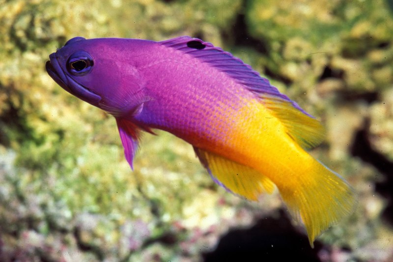 Губан шестиполосый