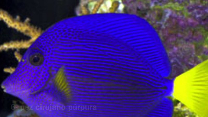 Зебрасома синяя желтохвостая