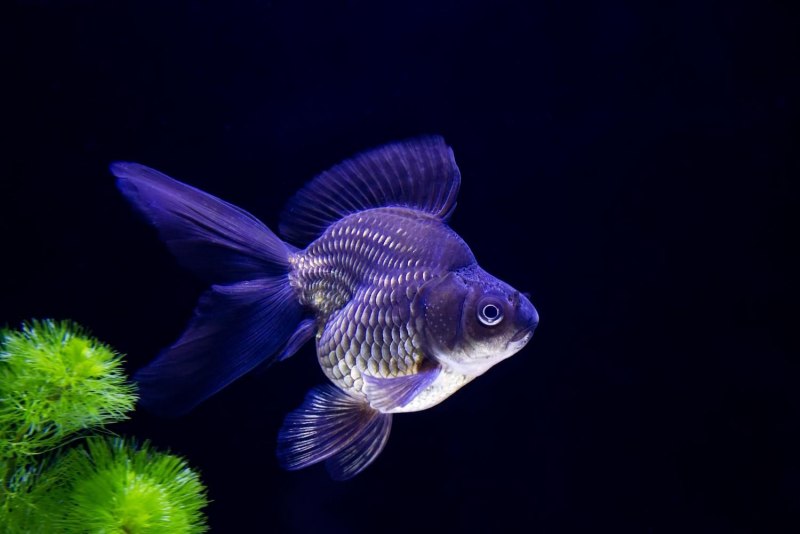 Вуалехвост рыбка аквариумная