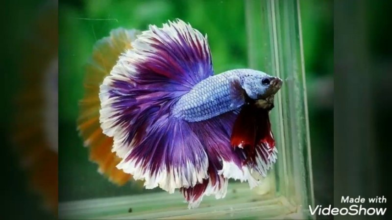 Малазийский петушок рыбка