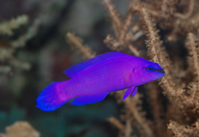 Pseudochromis fridmani