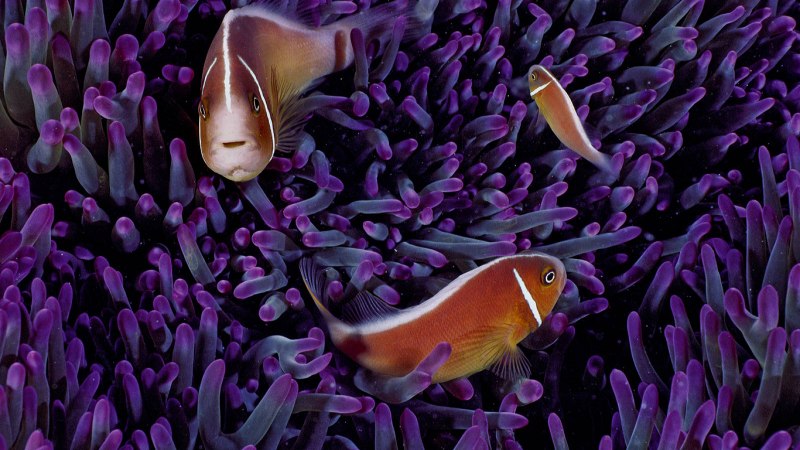 Рыба в водорослях