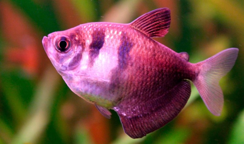 Тернеция гло