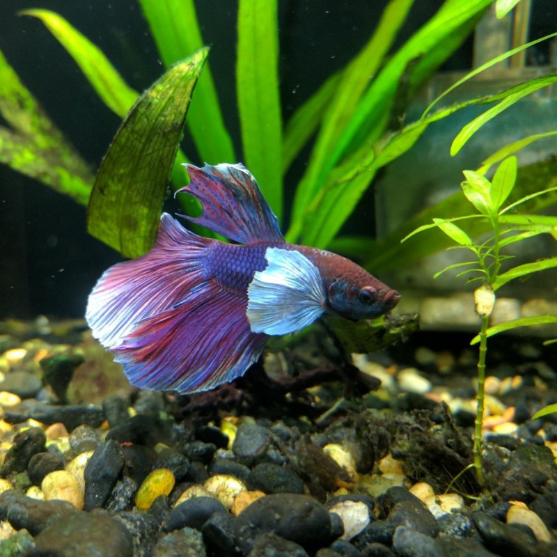 Петушок аквариумная рыбка фиолетовый