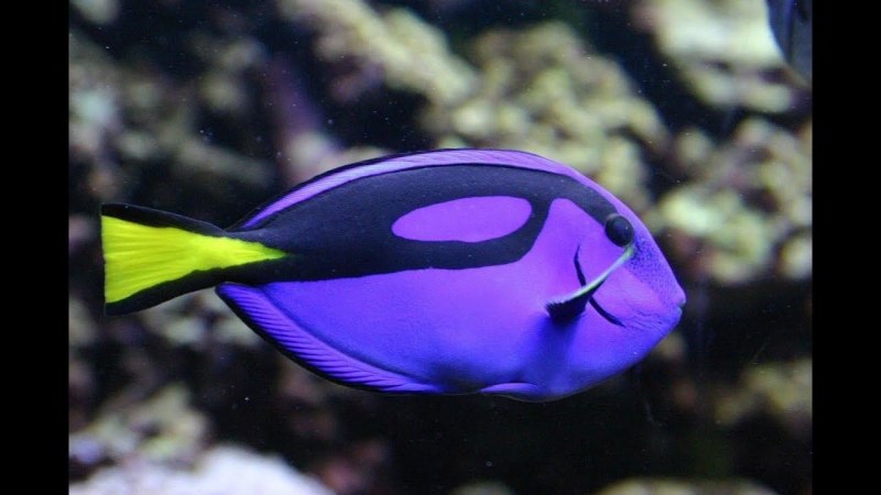 Голубой хирург (Paracanthurus hepatus)