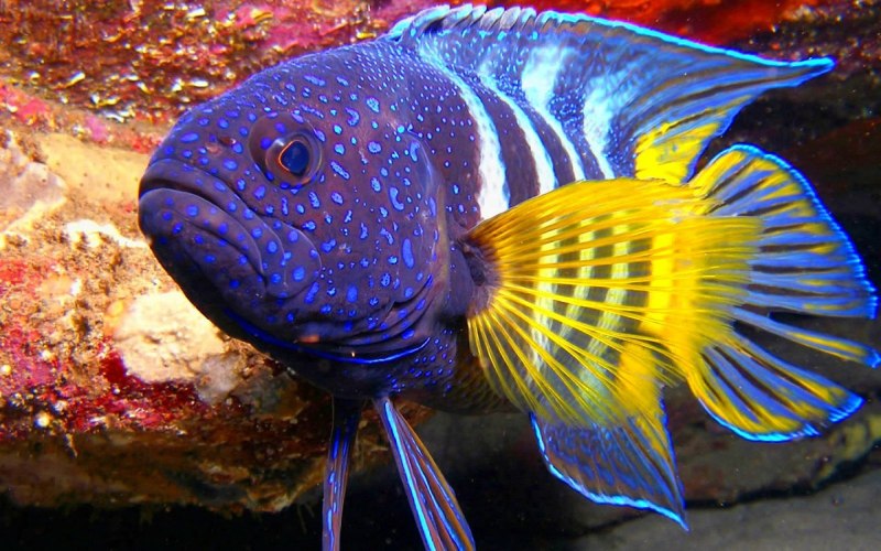 Рыбы экзотические большие