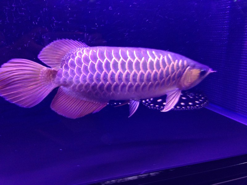 Аквариумная рыбка Арована