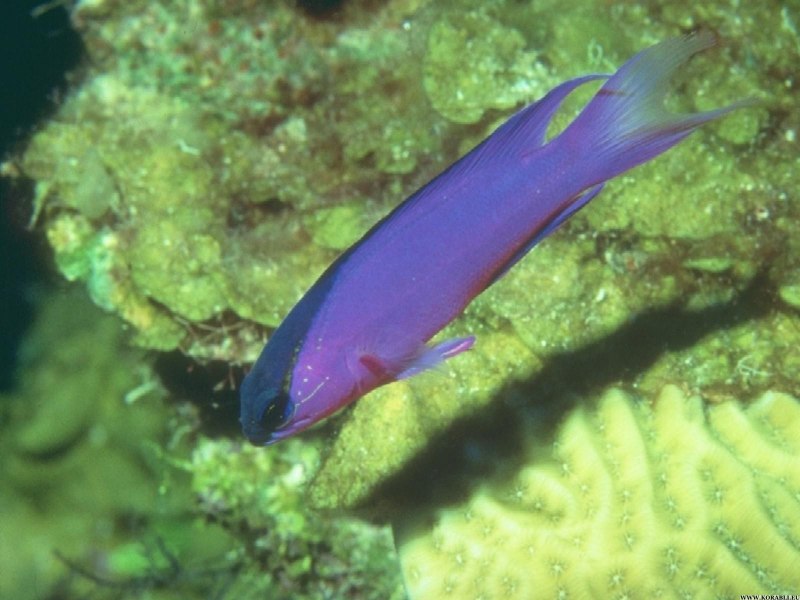 Голубо фиолетовая рыбка