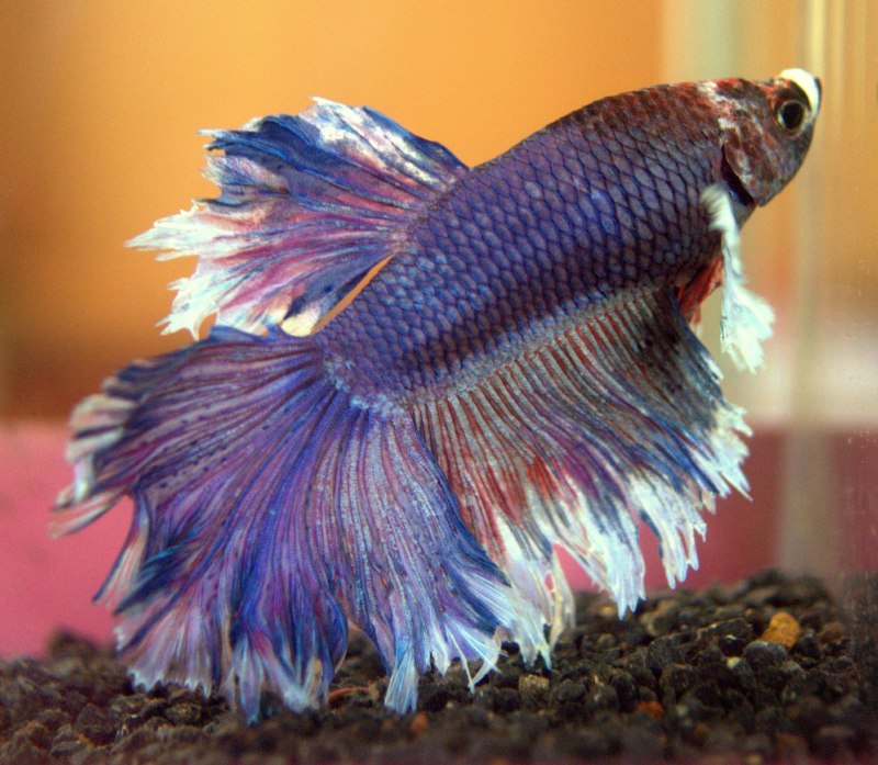 Королевский петушок рыбка