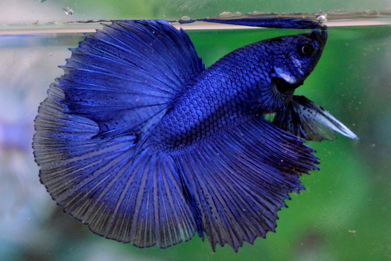 Петушок Королевский Бетта