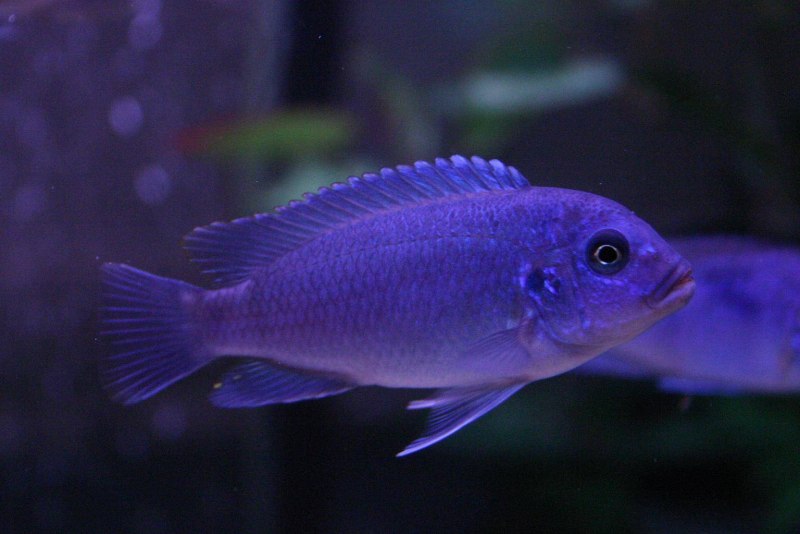 Малавийские цихлиды