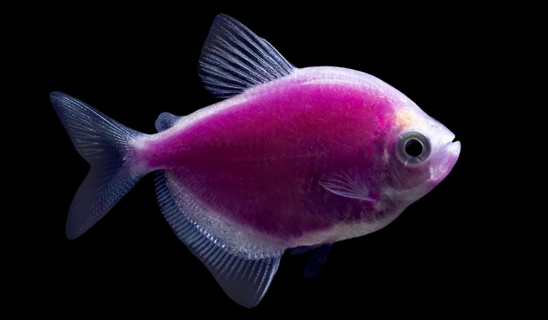 Тернеция глофиш