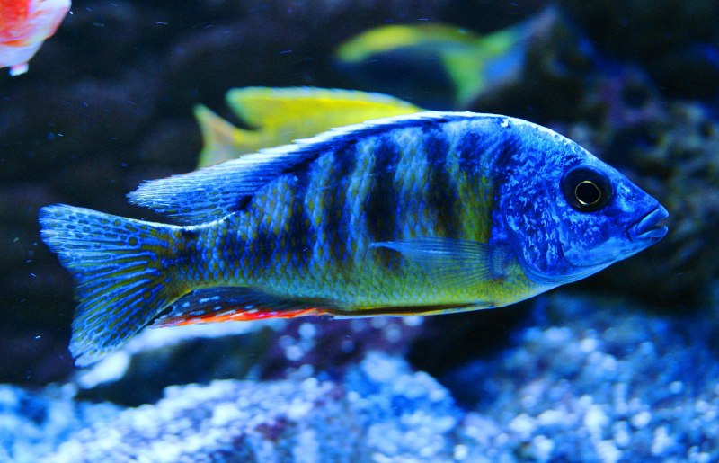 Протомелас Тайвань риф