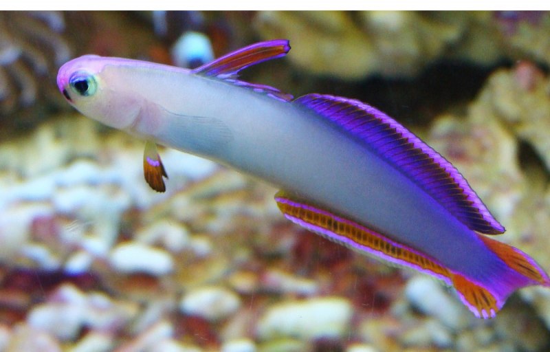 Нематэлеотрис фиолетовоплавничный