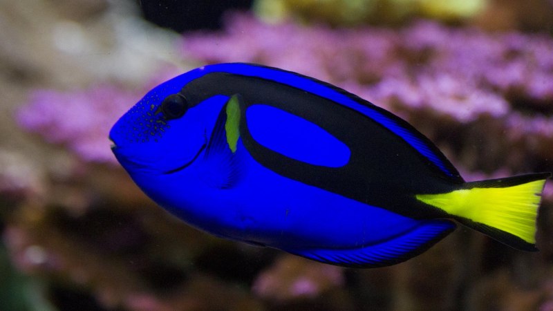 Пурпурный хирург рыба Anthopterus