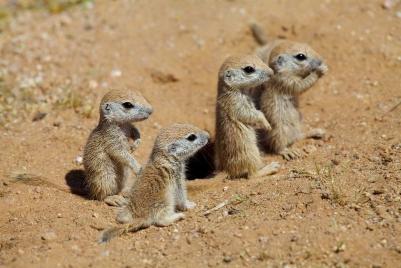 Крапчатый суслик в пустыне