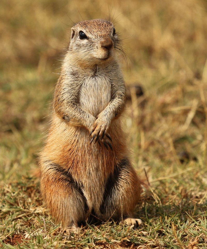 Капская Земляная белка в пустыне