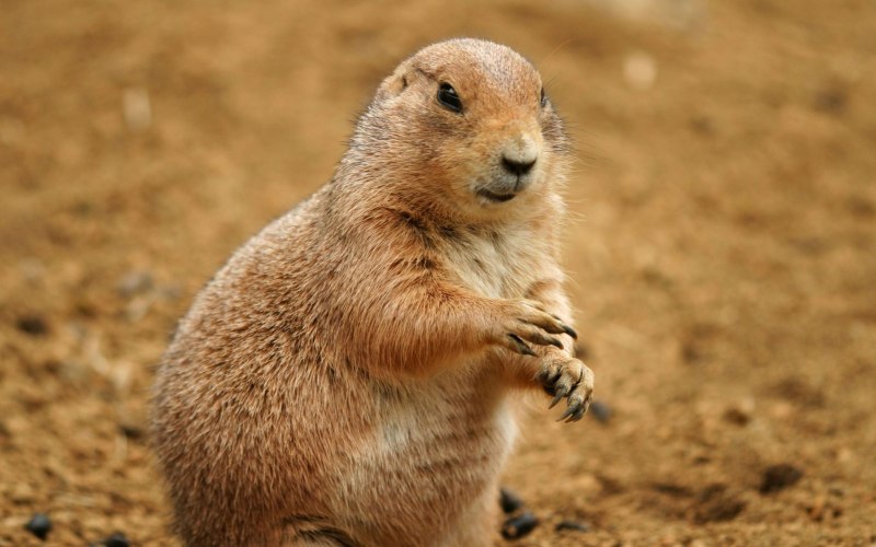 Тонкопалый суслик