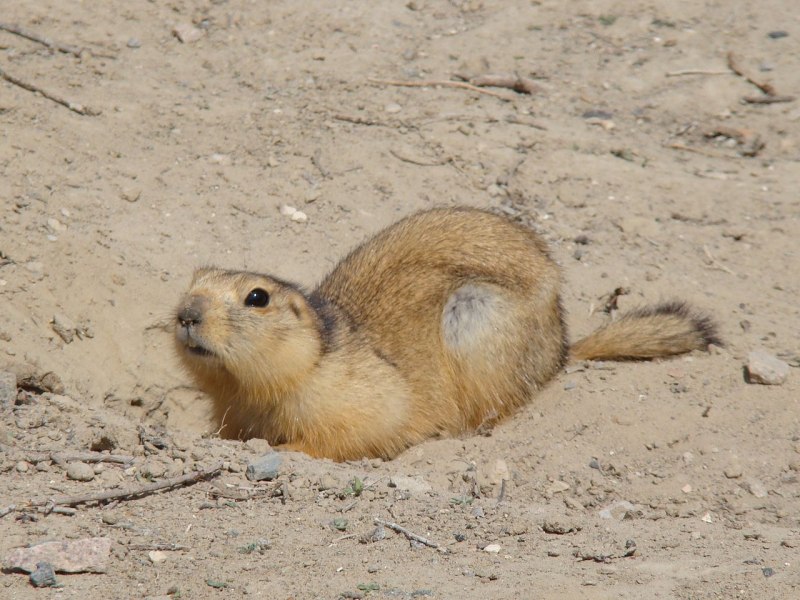 Суслик песчаник